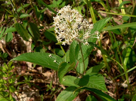 {Ceanothus americanus}